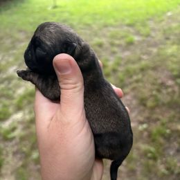 Ginger - Fawn female Pug puppy in Randleman, North Carolina from Peachy Pugs