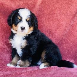 Red Collar Male - Black rust and white male Bernese Mountain Dog puppy in Bristol, Tennessee from Holston Hollow Farm