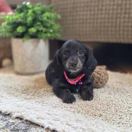 AKC Meet Sylia :) - Black and tan female Dachshund puppy in Centerville, Iowa from Barnyard Dachshunds, Dals & Doodles