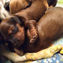 Dachshund Puppies from Aster Creek Kennel