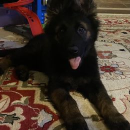 German Shepherd Puppies from Eisenkraft K9’s