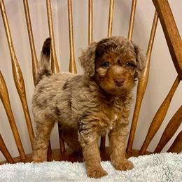 Boy 2 - Red tri-color male Aussiedoodle puppy in Crawford, Mississippi from Magnolia State Poodles and Doodles