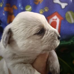 Australian Cattle Dog and French Bulldog Puppies from Sugarloaf French bulldogs and Australian cattle dogs