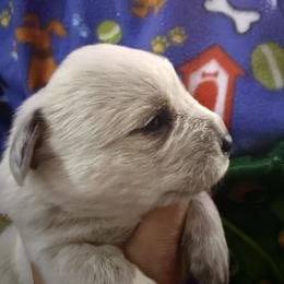 Australian Cattle Dog and French Bulldog Puppies from Sugarloaf French bulldogs and Australian cattle dogs