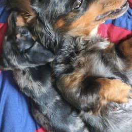 Dachshunds from Long Duk Dachshunds