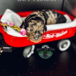 Buttercup - Merle female Goldendoodle puppy in Ocoee, Tennessee from Liberty Creek Farms