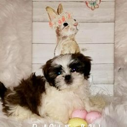 Poodles, Shih Tzus, and Yorkshire Terriers from Regal Shih Tzus and Yorkies