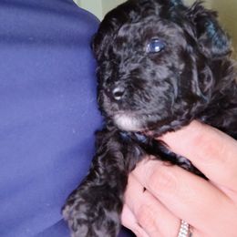 Pekingese and Poodle Puppies from Polk County Peekapoos