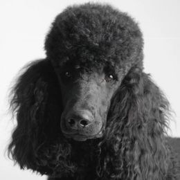 Poodles from Maryland Standard Poodles