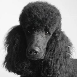 Poodles from Maryland Standard Poodles
