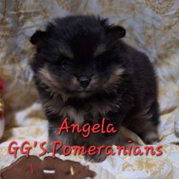 Angela - Black and tan female Pomeranian puppy in Oologah, Oklahoma from GG's Pomeranians
