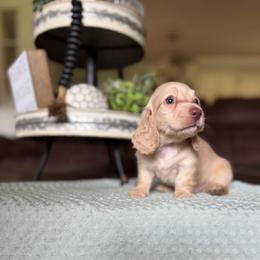 Parker - Cream male Dachshund puppy in New Albany, Mississippi from Double A. Doxies
