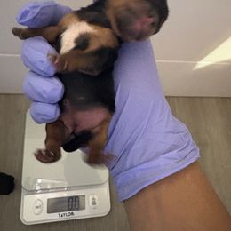 Girl 1 - Black and gold female Yorkshire Terrier puppy in Chicago, Illinois from Chicago Yorkies