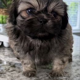 Frodo - Tricolor male Shih Tzu puppy in Fredericksburg, Virginia from Pumpkin Patch Pups