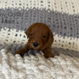 Grey Collar Male - Red  male Goldendoodle puppy in Pasadena, Texas from Knightsbane Standard Poodles
