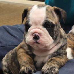 Stella - Red brindle and white female Bulldog puppy in Laurel, Montana from Bull Mountain Bulldogs