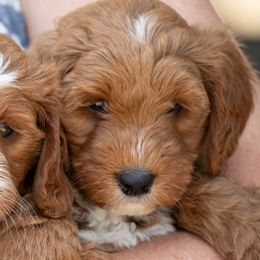Goldendoodle and Poodle Puppies from Gorgeous Goldendoodles