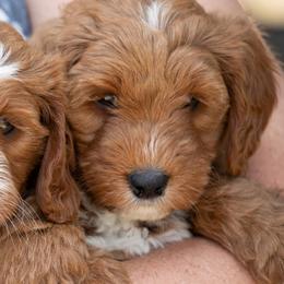 Goldendoodle and Poodle Puppies from Gorgeous Goldendoodles