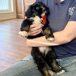 Fajita - Tri-color male Bernedoodle puppy in Roy, Utah from Doodles are Amazing