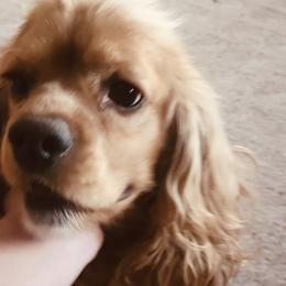 Hope - Cocker Spaniel