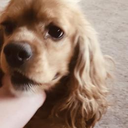 Hope - Cocker Spaniel
