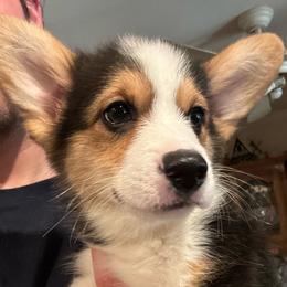 Jelly Roll - Black and tan male American Corgi puppy in Orangevale, California from Corgis of the Heart