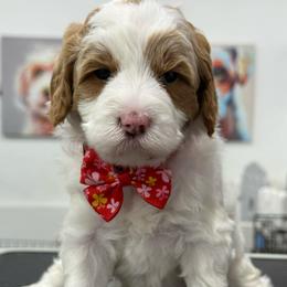 Fancy - red collar - Red  female Goldendoodle puppy in Yuciapa, California from AlltheDoodlez_