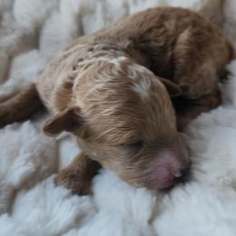 Duchess - Cream female Poodle puppy in San Tan Valley, Arizona from Desert Storm Poodles