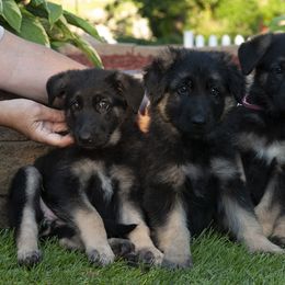 German Shepherd Puppies from Bmeerhuis German Shepherds