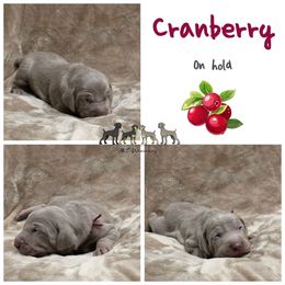 Cranberry - Silver gray female Weimaraner puppy in Ferrum, Virginia from LAAT Weims