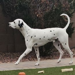 Whiskey - Dalmatian