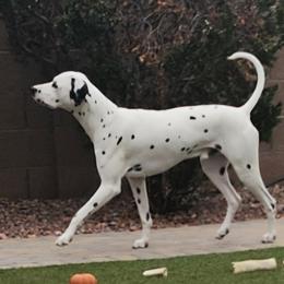 Whiskey - Dalmatian