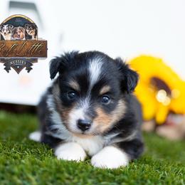 Pearl - Black tri female Miniature American Shepherd puppy in Granbury, Texas from Best Little Aussies