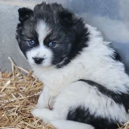 Black agouti parti female - Wolf sable Pomsky puppy in Gladstone, Virginia from Rustic Charms Miniature Huskys