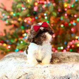 Girl 1 - Liver and white female Shih Tzu puppy in Seguin, Texas from Dolled Up Shih Tzus
