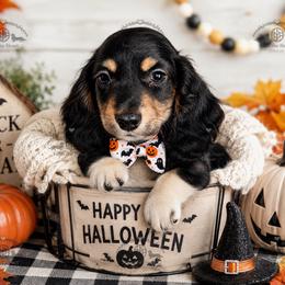 Mr. Blue-1800 - Piebald male Dachshund puppy in Sparr, Florida from From the Heart Doxies