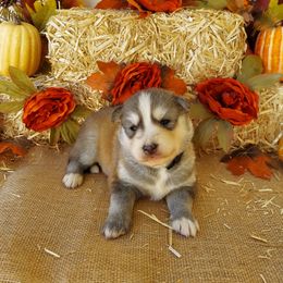 Companion Cross and Siberian Husky Puppies from Hatfield Huskies