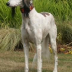 Salukis from Amrika Saluki