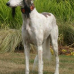 Salukis from Amrika Saluki