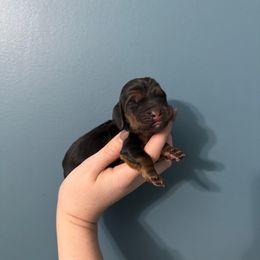 Snape - Black tan and white male Basset Hound puppy in Leroy, Michigan from Iron Sentry Farms