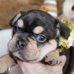 Bulldog and French Bulldog Puppies from Over the Mhoon Bullies & Royal Frenchies