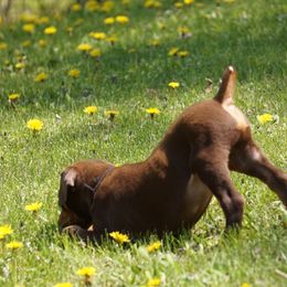 Doberman Pinscher Puppies from Laurel Vail