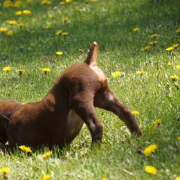 Doberman Pinscher Puppies from Laurel Vail