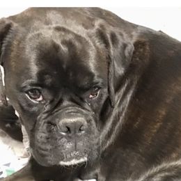 Boxers from Still Waters Farm
