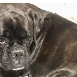 Boxers from Still Waters Farm