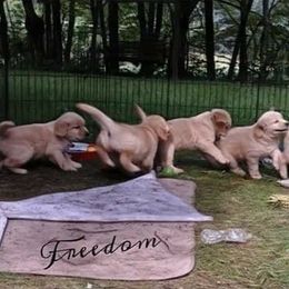 Golden Retriever Puppies from Briarwood Lane Golden Retrievers