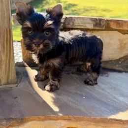 T'Challa - Black and tan male Yorkshire Terrier puppy in Smryna, Georgia from Owensons’ Kennel