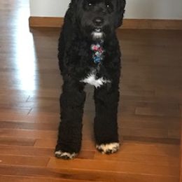 Portuguese Water Dog Puppies from Bela Vida PWDs