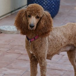 Poodles from NorCal Poodles