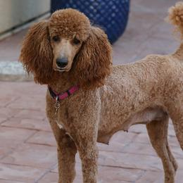 Poodles from NorCal Poodles